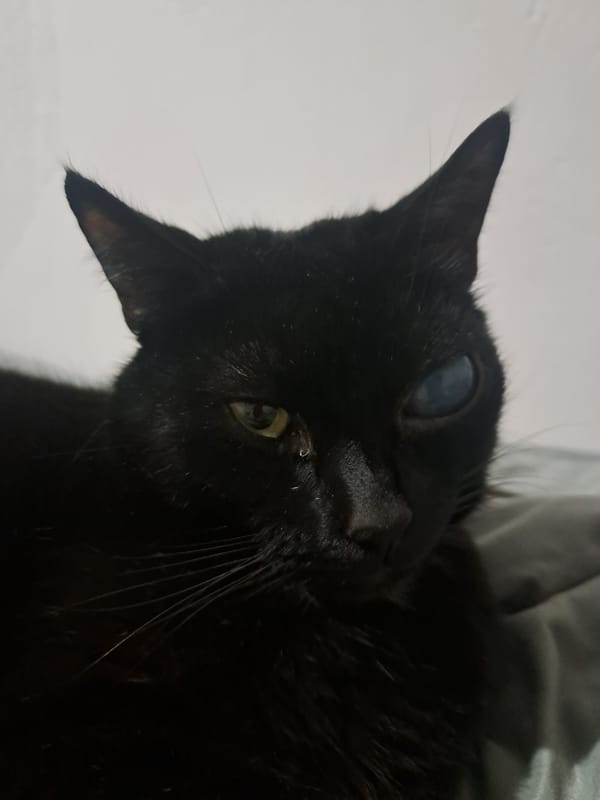 Cat with different colored eyes photographed resting in Aktau