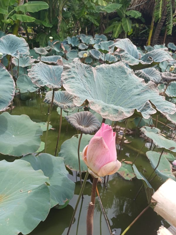 Lotus pond garden and craft scene in Nha Trang, Vietnam