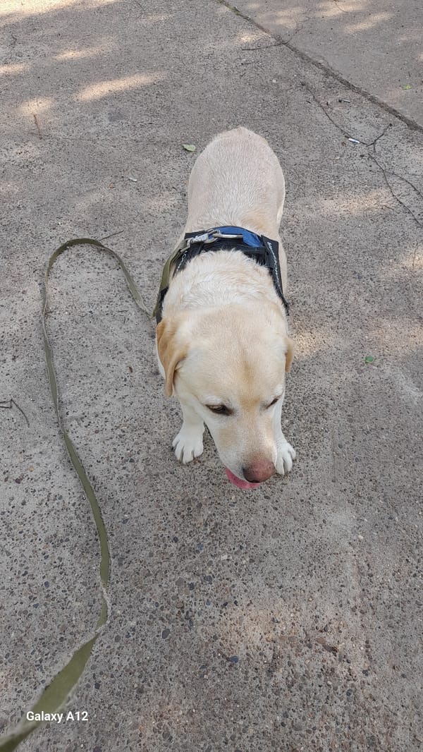 Labrador out for a walk in a sunny Russian meadow