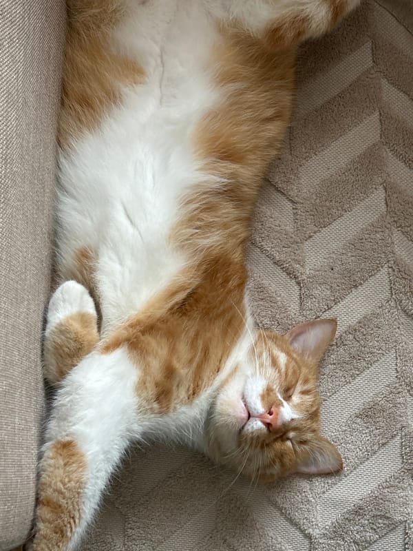 Cat sleeps peacefully on textured surface in Burgas