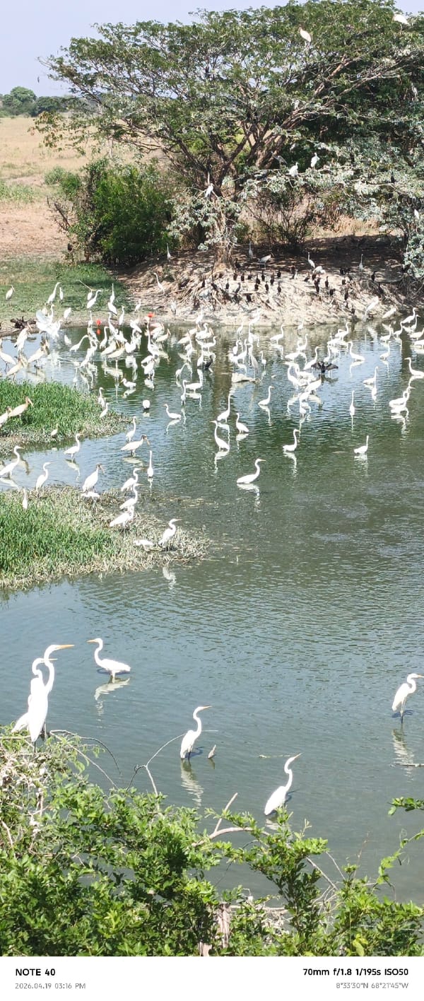Traveler documents wetland birds, landscape in Cano Negro, Venezuela