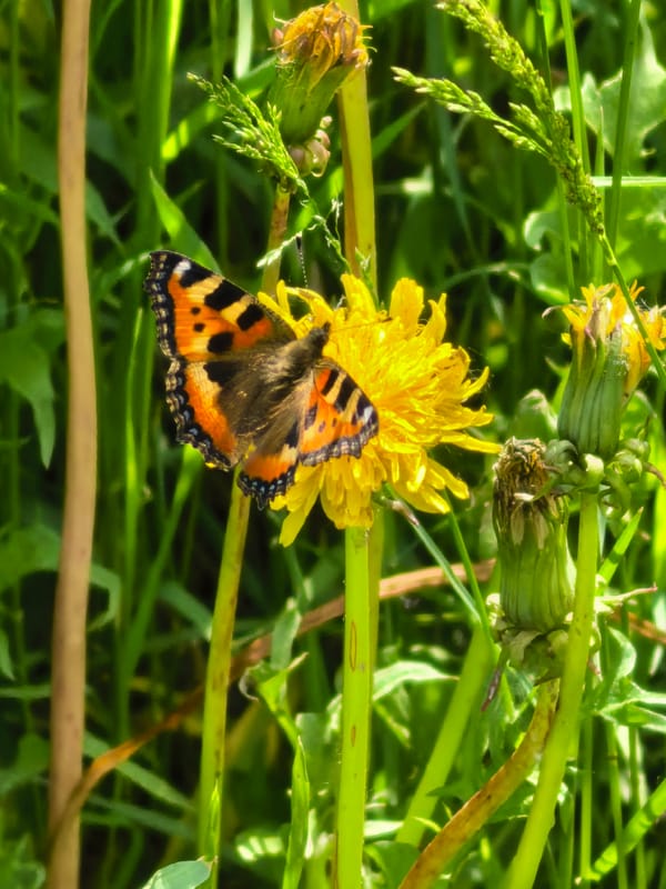 Spring morning scenes: wildlife, pedestrians documented across 3.5 hours