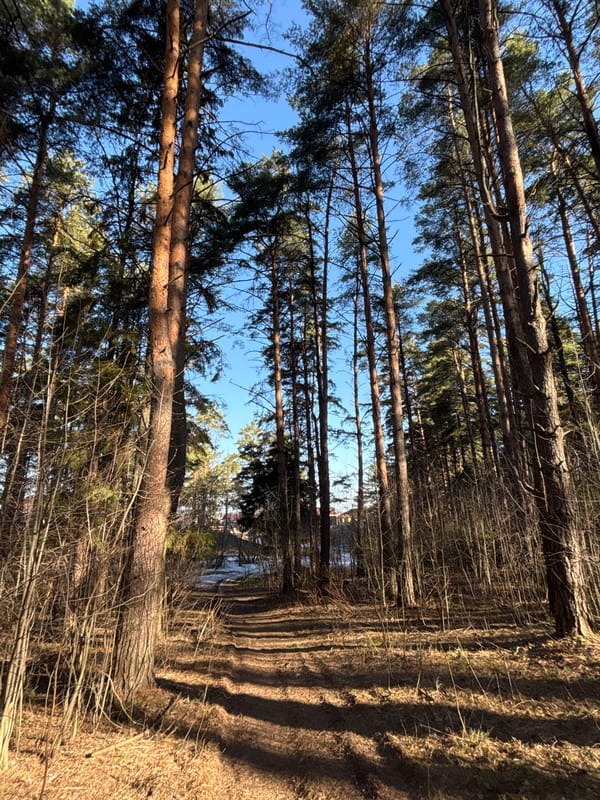 Morning forest walk documented in Chaikovsky, Russia