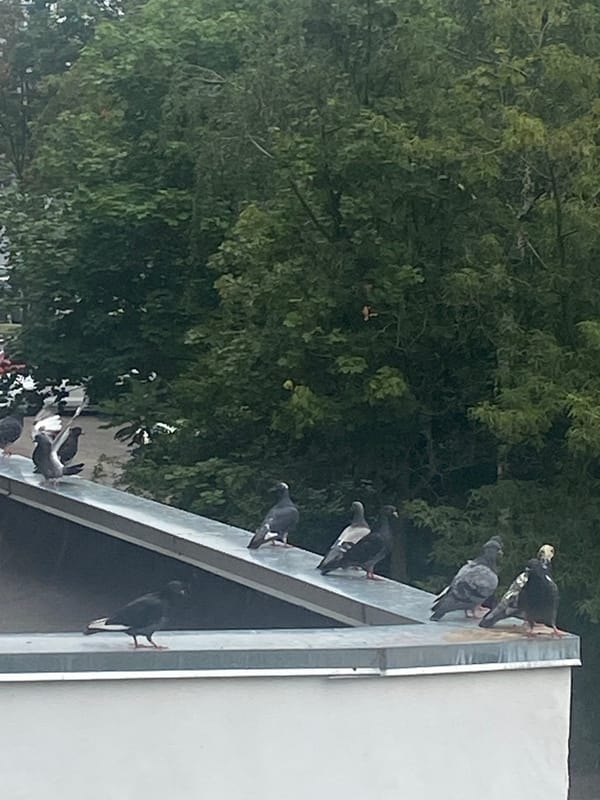 Pigeons on a Brest rooftop, summer morning