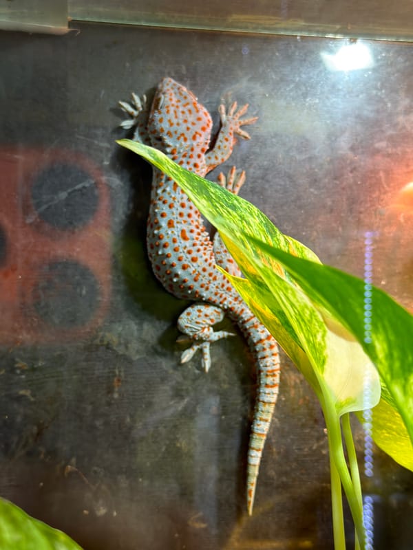 Zoo or exotic animal park visit, wide range of species