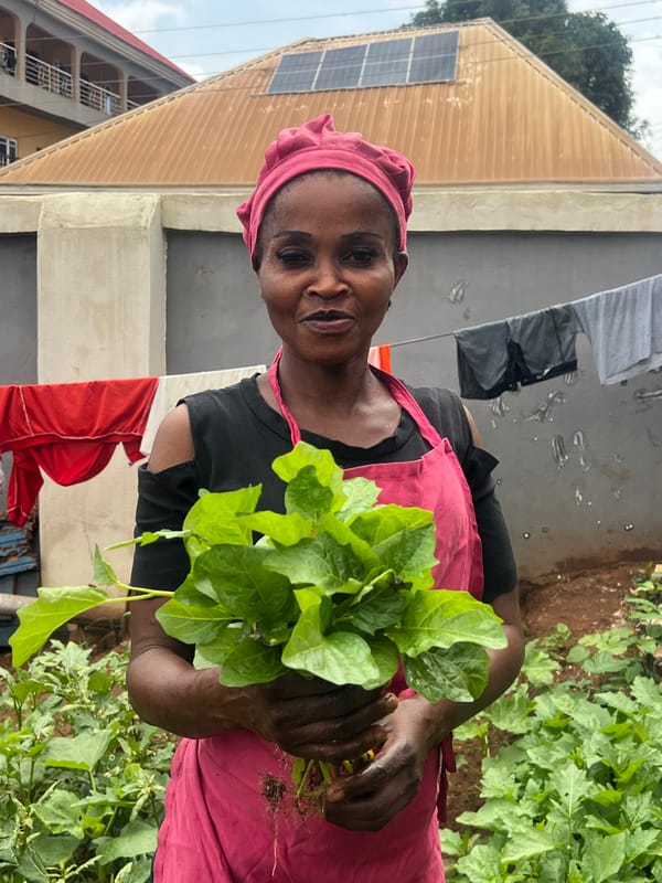Backyard harvest and home cooking in Nkpor, Nigeria