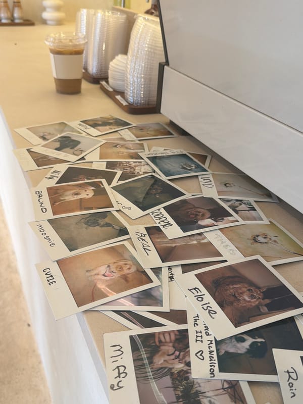 Dog photo collection displayed on Los Angeles wall