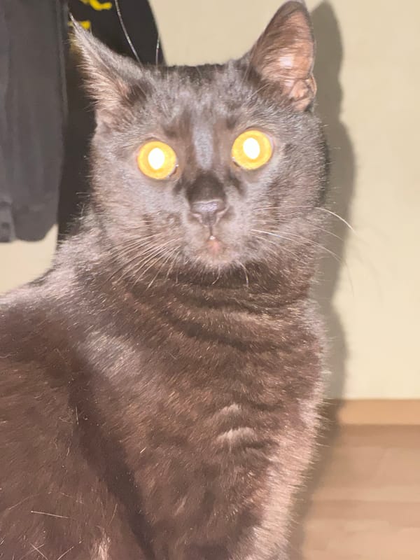 Black cat with yellow eyes stares down the camera in Krasnodar