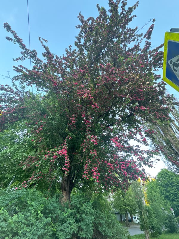 Spring blossoms and urban streetscape documented in unknown city