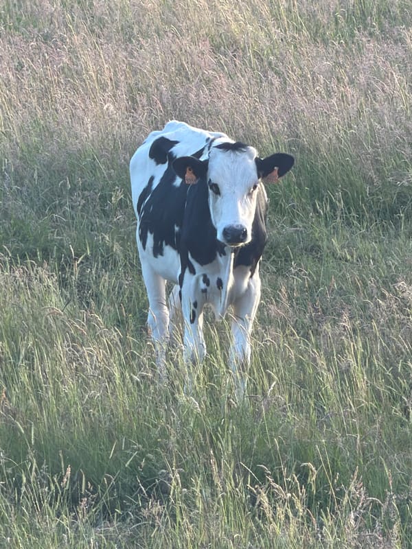 Cow grazing at sunset in Junglinster countryside