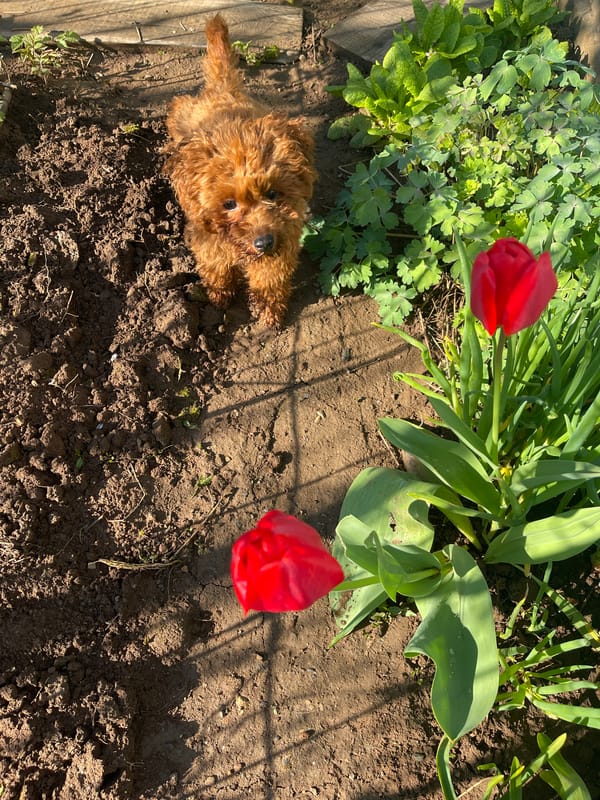 Morning garden life captured in Sofia: poodle, snails, tulips