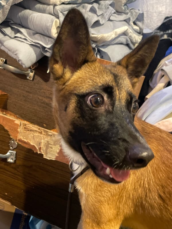 German Shepherd mix lounges on clothes pile in Davao home