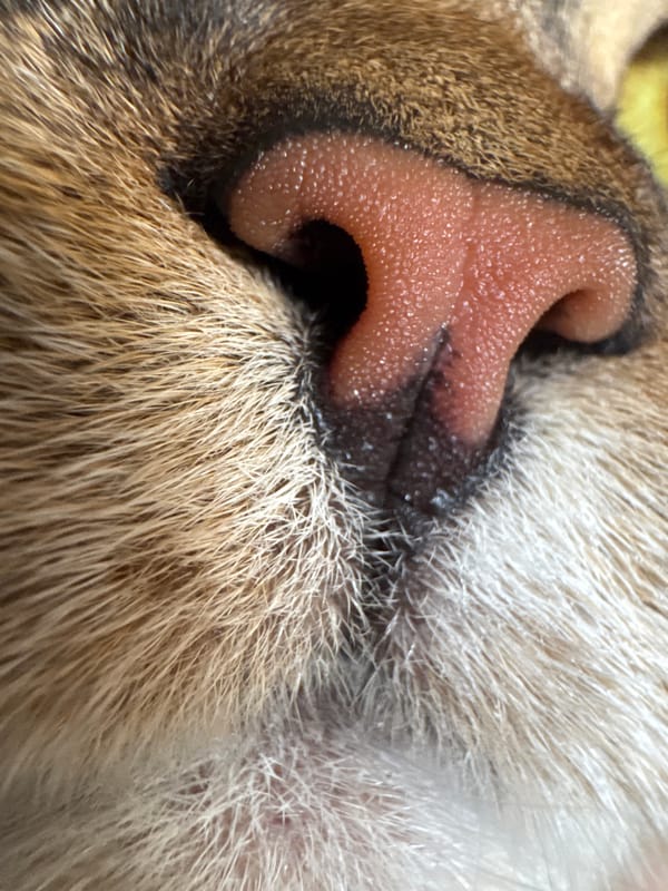 Macro pet portraits and houseplants from a Mikhaylovsk home