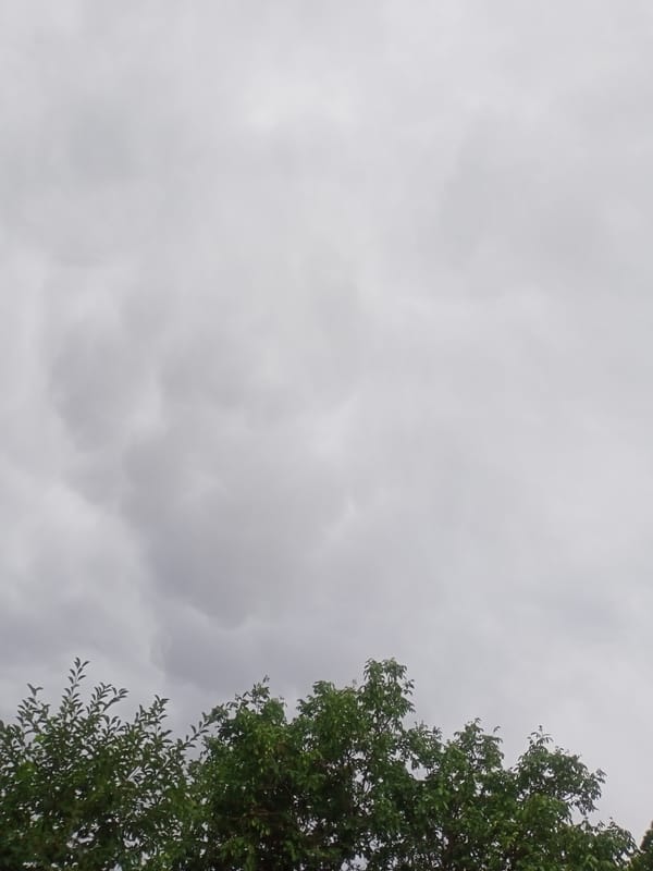 Overcast afternoon in a Sokuluk yard, gardens and grey skies