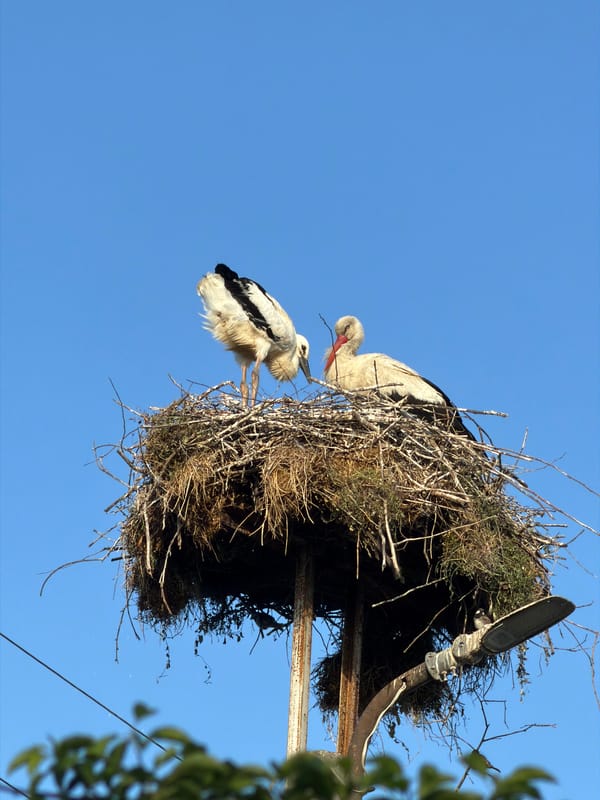 Stork nest observation in Tvarditsa, Bulgaria