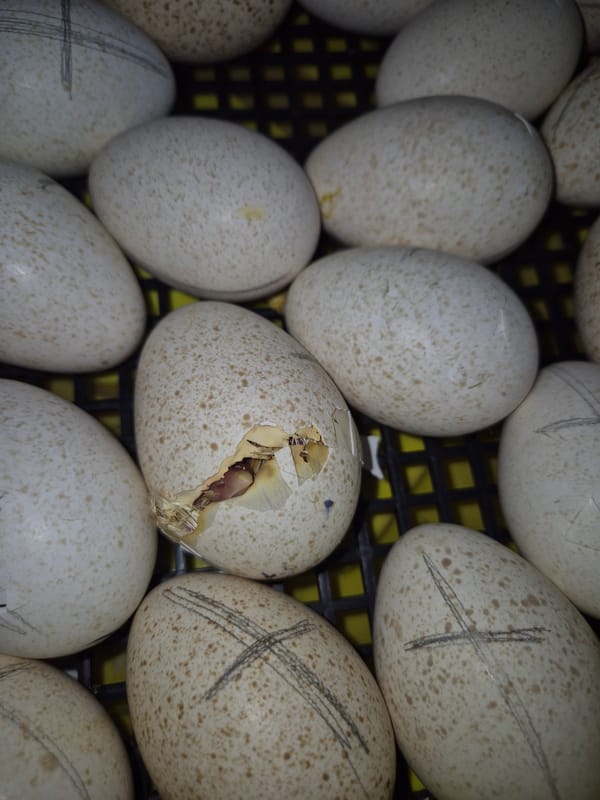 Chicks hatch from incubated eggs in Bulgarian village