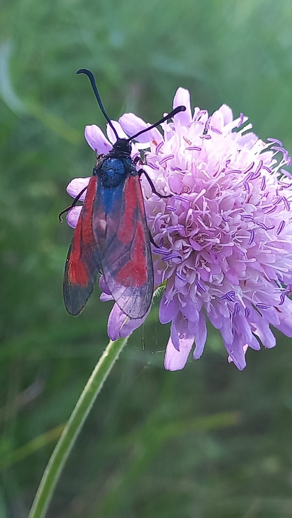 Wildflowers, garden blooms, and backyard life in rural Belarus