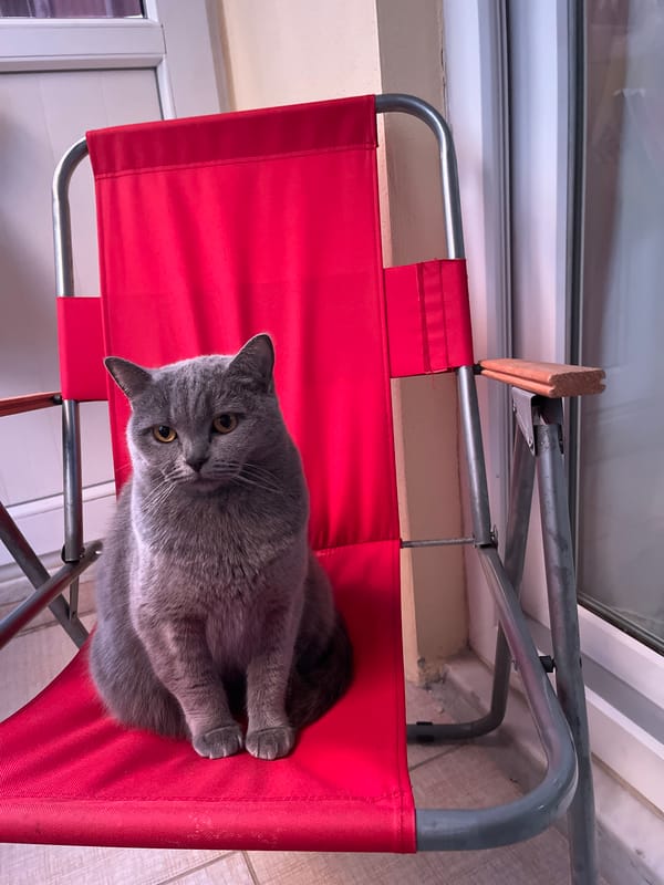 Grey cat spotted on red chair in Alanya home