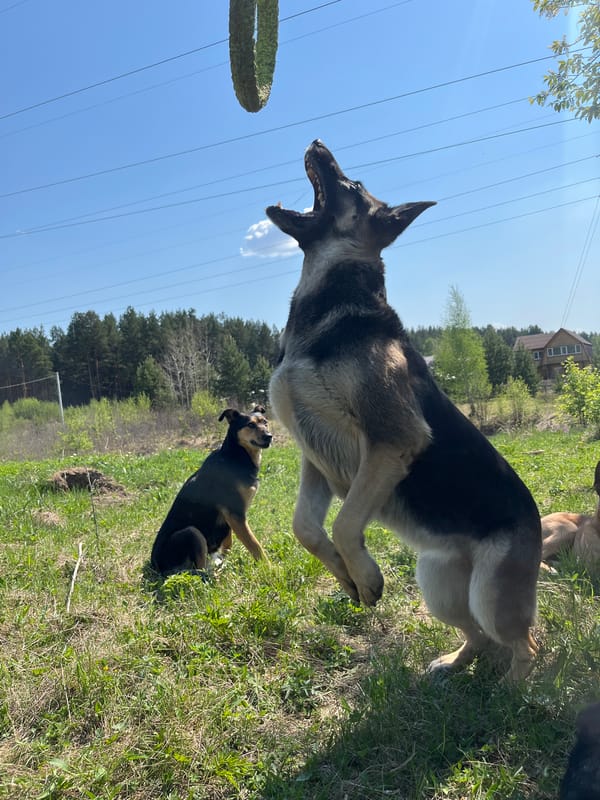 Dogs play and rest in grassy field in Nizhny Tagil