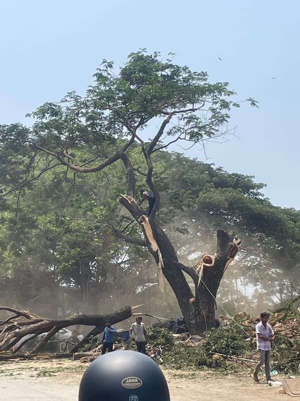 Tree removal operations underway in Mumbai park