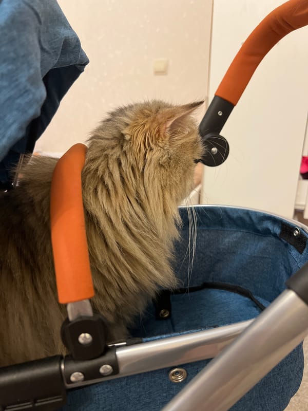 Domestic life captured in Yekaterinburg apartment: cat, carrier, cityscape