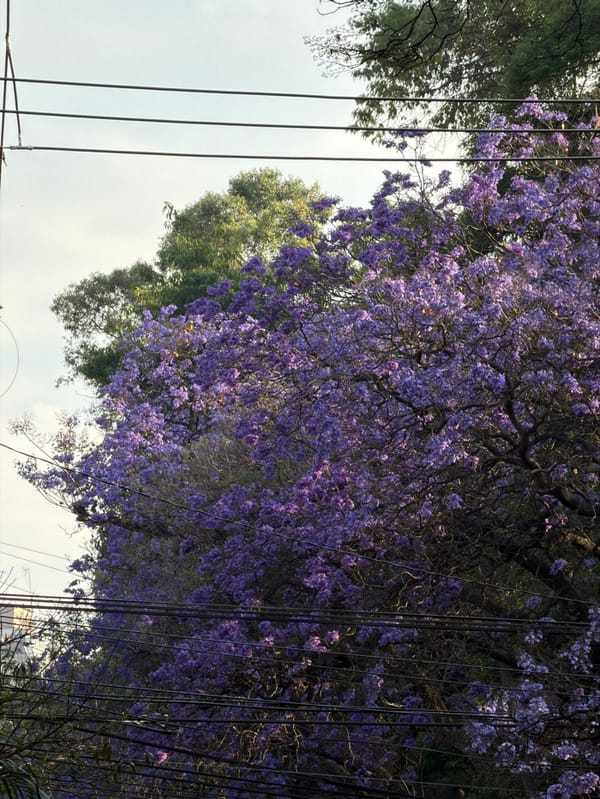 Blooming Jacaranda tree photographed in Mexico City