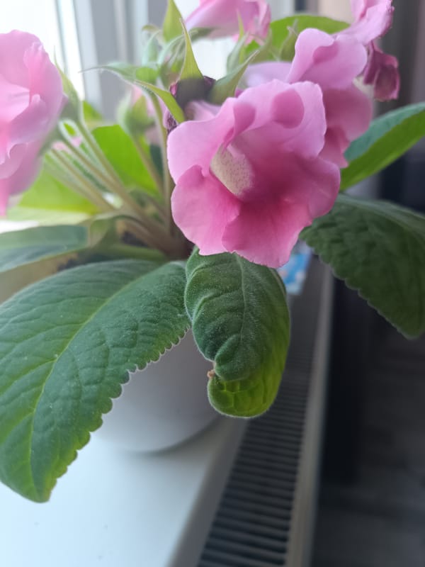 Indoor gardening documented in early morning Simferopol home