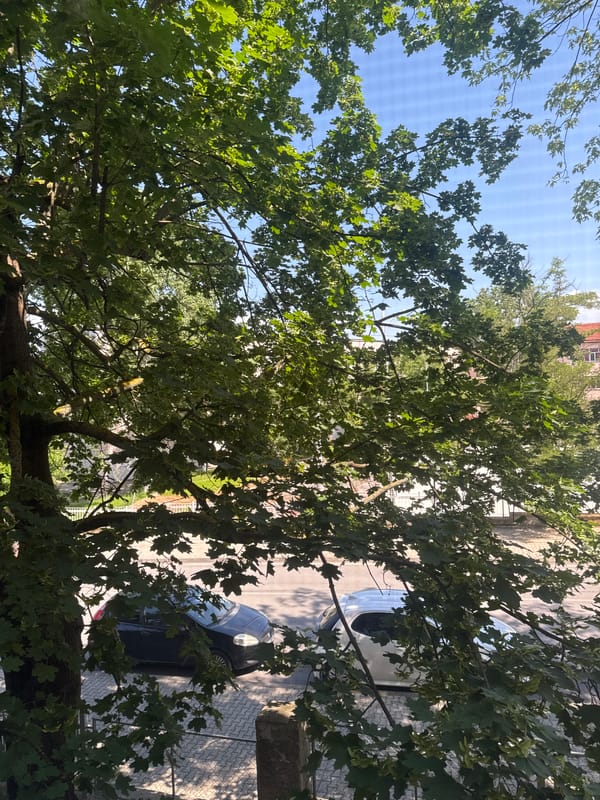 Morning glimpses of quiet residential neighborhood life captured