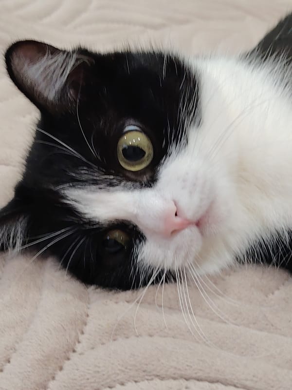 Cat's afternoon nap session documented in 26 photos
