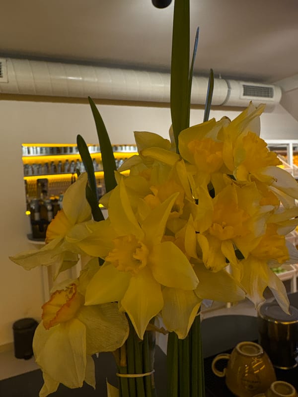 Spring daffodils displayed in vase in Kragujevac home