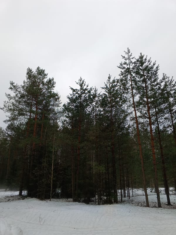 Winter forest path documented in Красный Маяк, Russia