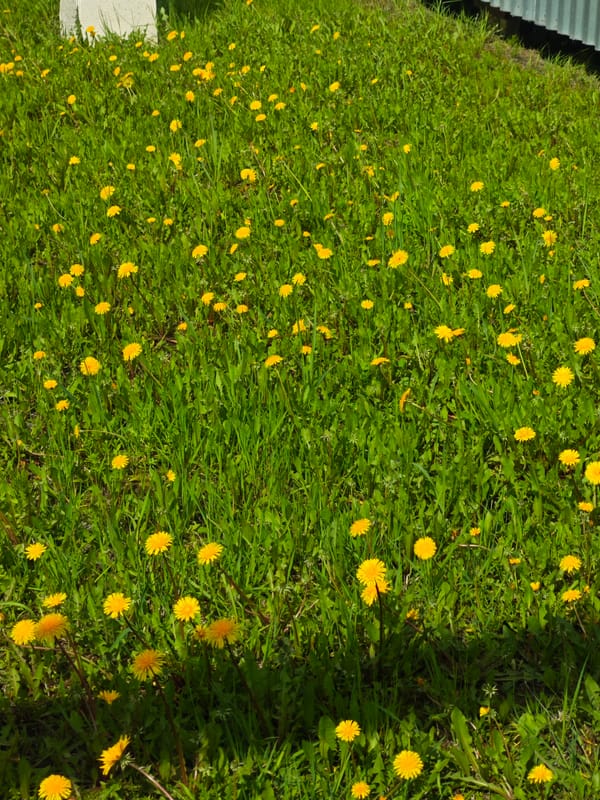Mixed urban scenes: dandelions, industrial flaring, damaged bike seat