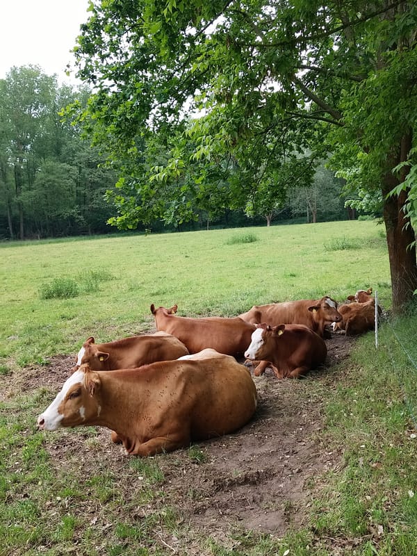 Everyday scenes captured: cattle, gardens, vintage displays, German signage
