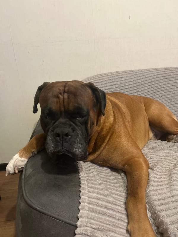 Cozy evening with sleepy boxer dog and home artwork