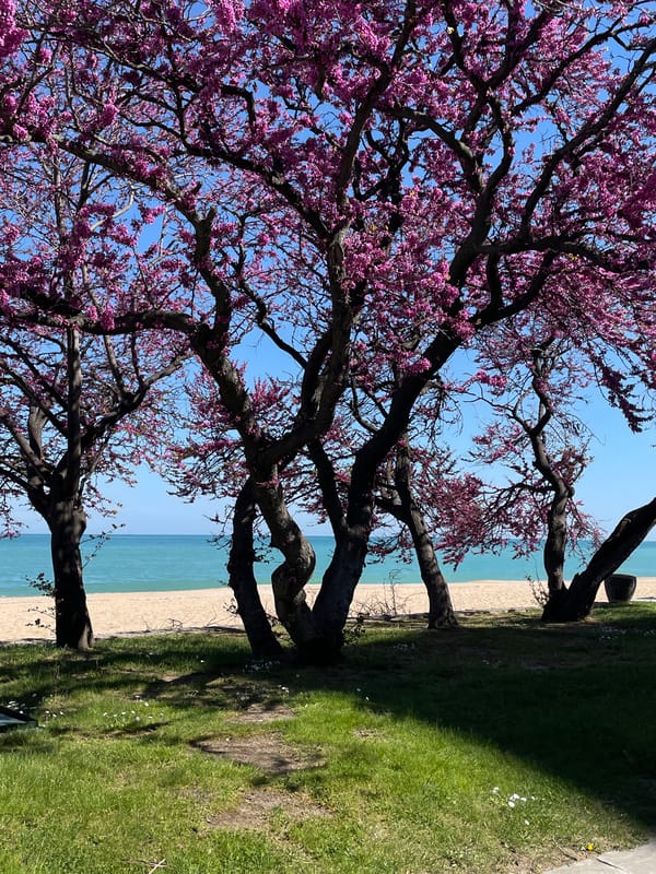 Spring blooms and coastal views documented in Varna, Bulgaria