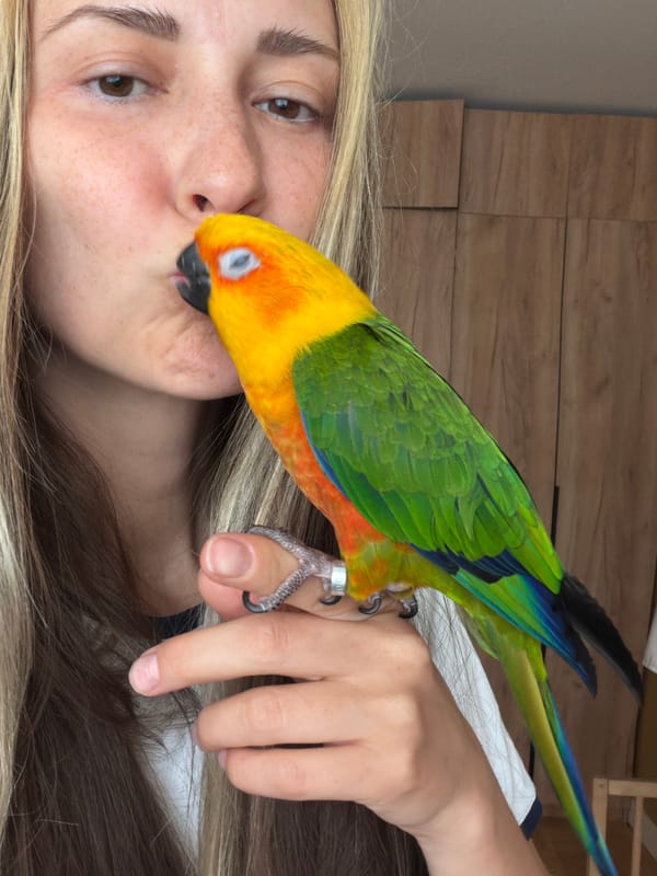 Morning in Khimki with a sun conure parrot