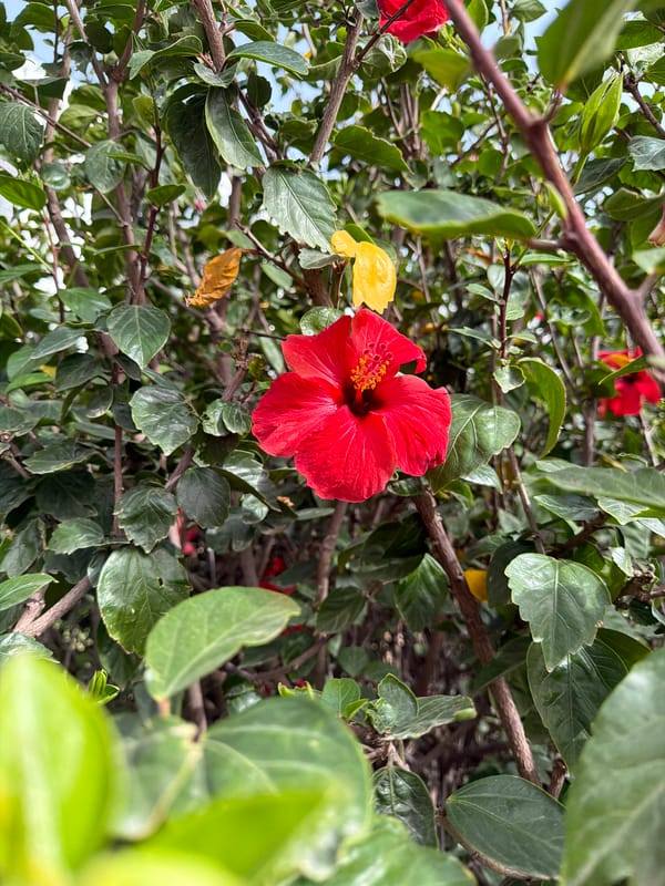 Garden walk with flowering plants and leashed Chihuahua documented