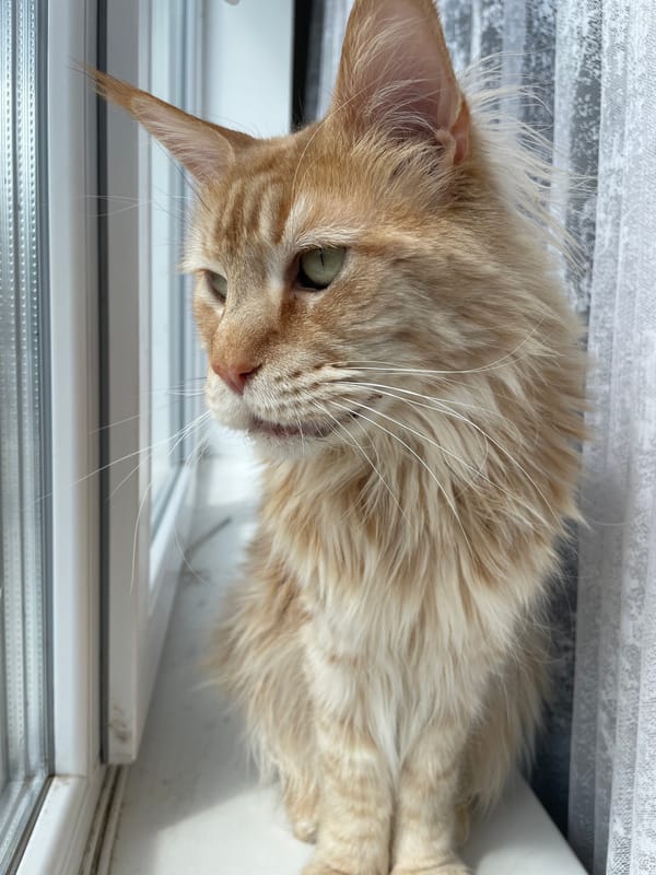 Ginger cat photographed in multiple poses in Rozsoshentsi, Ukraine