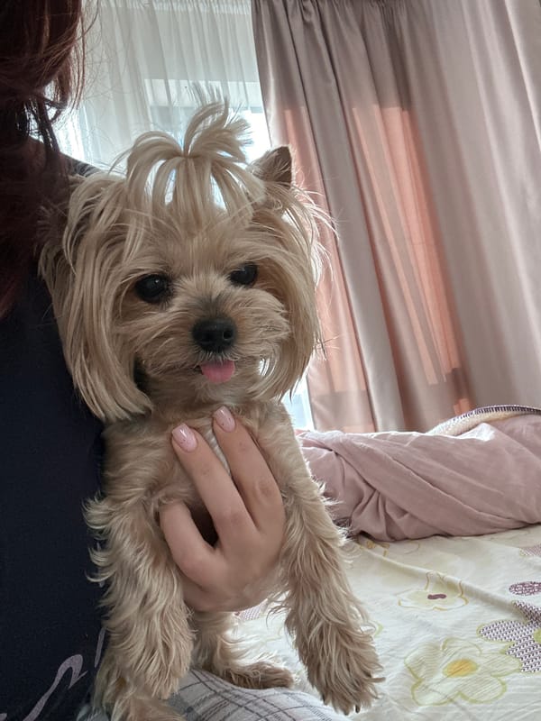 Dog with ponytail held playfully in Sofia