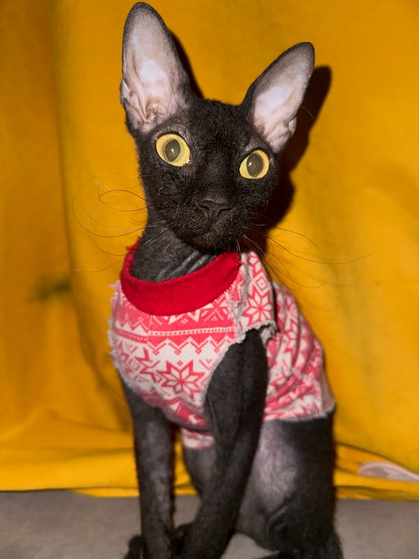 Rainy night in Chaikovsky, a dressed-up cat, and wet streets