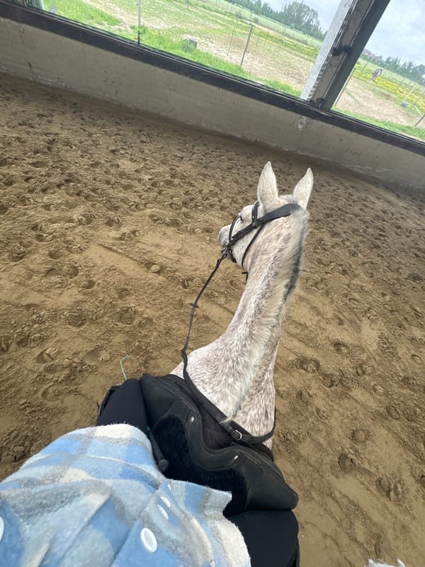 Horse training session documented at Belgian equestrian facility