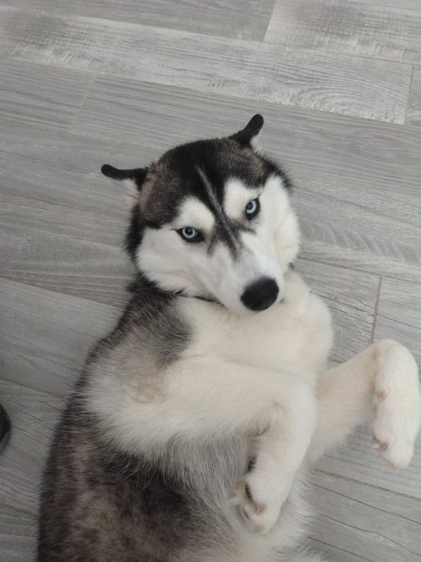 Husky plays on floor while cats rest nearby in Luxembourg