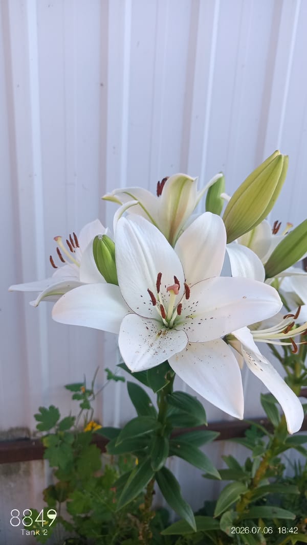 White lilies blooming in a Kotovsk garden