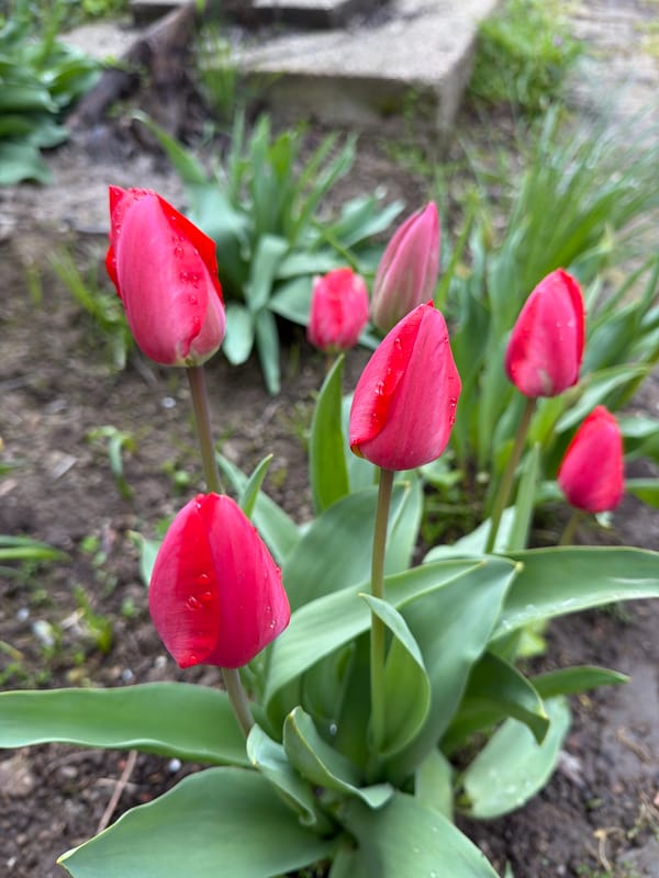 Spring walk documented in Bulgarian village with dogs, flowers