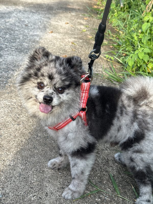 Merle Pomeranian photographed from every angle in Mũi Né