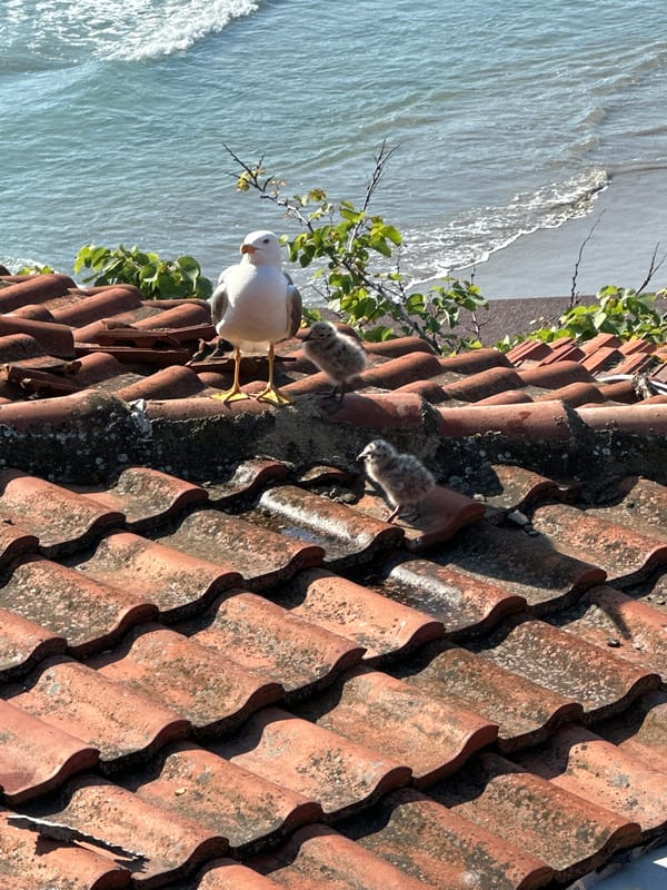 Family of birds spotted on coastal terracotta roof
