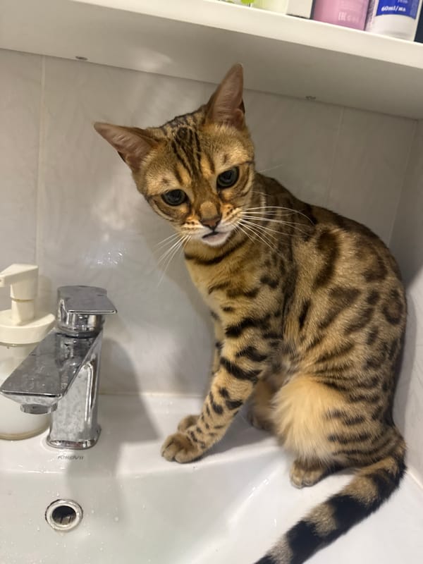 Bengal cat and kid share a lazy evening at home