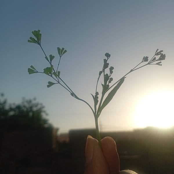 Person holds delicate plant stem in bright outdoor setting