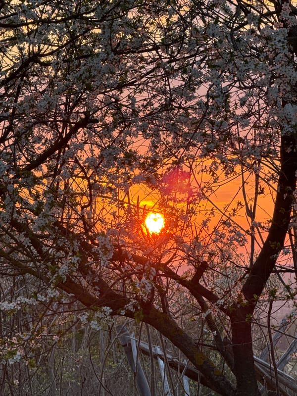 Spring sunset captured through blooming trees in Bulgarian village