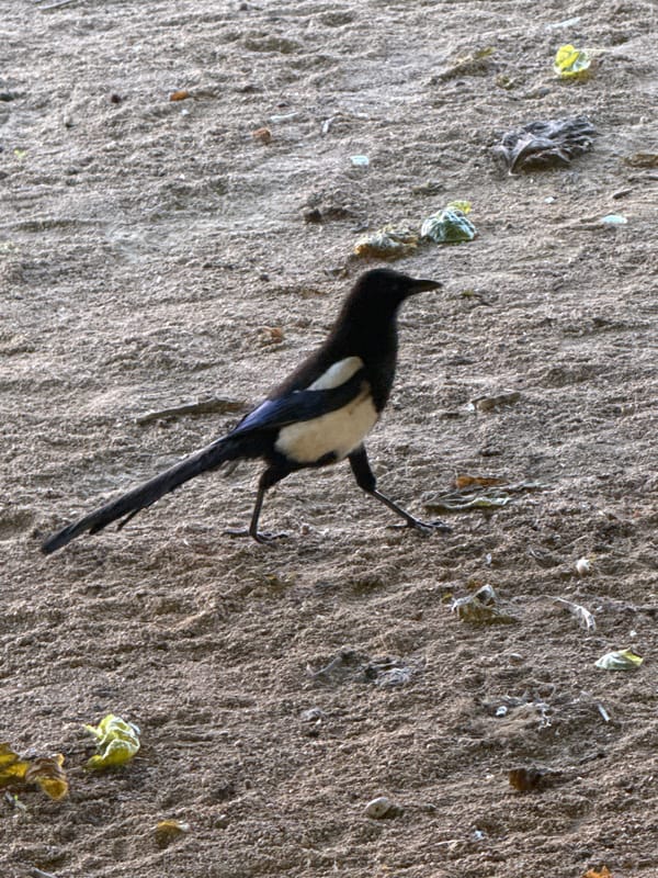 Multi-colored bird found on concrete surface